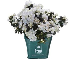 Azalea della ricerca 2026, raccolti quasi 5mila euro a Marciana Marina