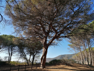 I segreti delle piante con il corso online gratuito “BOTANICA PER TUTTI”