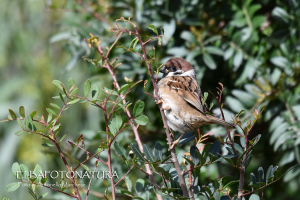 La Foto del Giorno (15 mar.)