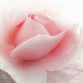 Gli auguri  del Sindaco alle mamme