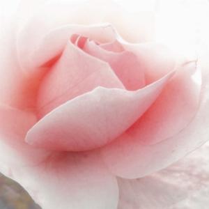 Gli auguri  del Sindaco alle mamme