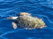 Tartaruga marina in difficoltà soccorsa dai volontari di Elbamare