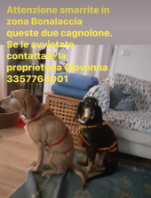 Smarriti due cani in zona Bonalaccia (Campo)