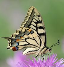 La Foto del Giorno (2 mag.)