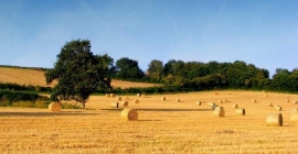 Biologico, proroga fino al 15 giugno per presentare le domande per pagamento premi