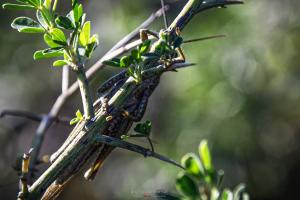 La Foto del Giorno (12 apr.)