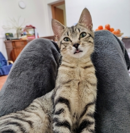 Aiutiamo Francesca a ritrovare la sua gattina