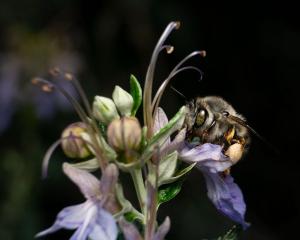 Festival &quot;La Natura al Centro&quot; – Una conferenza sulla conservazione degli impollinatori negli ambienti insulari