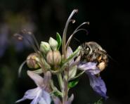 Festival "La Natura al Centro" – Una conferenza sulla conservazione degli impollinatori negli ambienti insulari