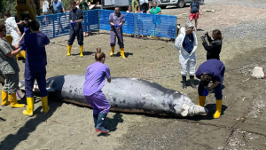 Trovati morti 4 zifi in pochi giorni: spiaggiamenti atipici dovuti alle esercitazioni navali?