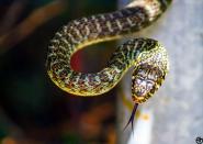 “Rettili” - La Foto della Settimana è di Alberto Marchetti