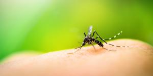 Zanzare, la necessità di procedere alle disinfestazioni