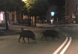 Questione cinghiali, Assocom Elba: "è ora di dire basta"