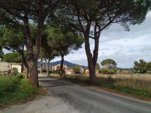 Nocentini ordina l'abbattimento di 25 pini sul piano di San Giovanni