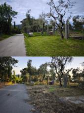 Fotonotizia - Cinghiali al Lavacchio: prima e dopo la cura di una sola notte