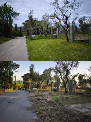 Fotonotizia - Cinghiali al Lavacchio: prima e dopo la cura di una sola notte