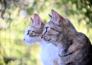 La Foto del Giorno (13 giu.)