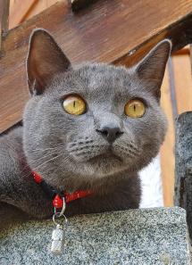 Smarrito a San Giovanni Sasha, gatto grigio di 2 anni: aiutateci a ritrovarlo