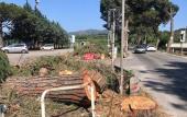 I pini di san Giovanni necessitano solo di una migliore manutenzione