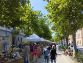 Fotonotizia: non capitozzare gli alberi dà buoni risultati (come al Viale delle Ghiaie)