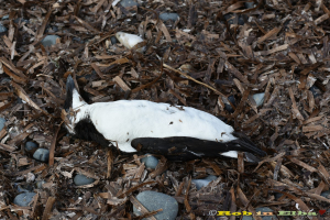 Una rara Gazza marina rinvenuta (purtroppo morta) a Norsi
