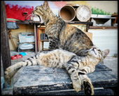 La Foto del Giorno (28 lug.)