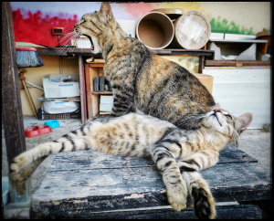 La Foto del Giorno (28 lug.)