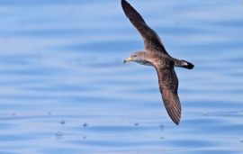 Il ritardo istitutivo della nostra A.M.P. concausa di una procedura d&#039;infrazione: sanzionata l&#039;Italia dall&#039;Unione Europea 