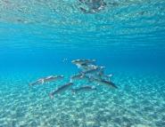 La Foto del Giorno (9 nov.)