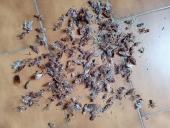 Blatte in Centro Storico, stanno diventando un'emergenza