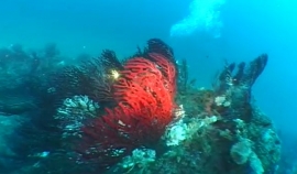 Sopra e sotto il mare (2^ puntata) - La rovina di Capo Calvo