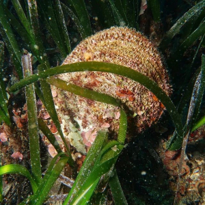 Fotonotizia: La "nacchera" (Pinna nobilis) rediviva a Cavo