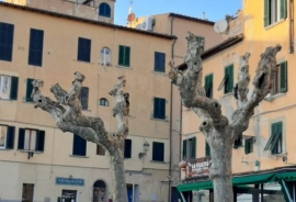 In mille parole: "se questo è un albero"