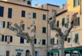 In mille parole: "se questo è un albero"