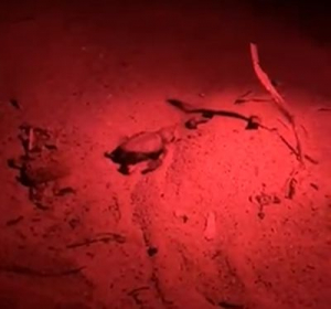 Nata un’altra tartarughina a Sant’Andrea. Il freddo autunnale non ferma i piccoli rettili marini