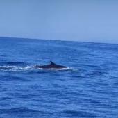 Non disturbare le balenottere. Tre cetacei (di cui forse uno ferito) avvistati a Sant'Andrea