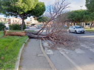 Cade un pino sulla provinciale a Portoferraio, Vigili del Fuoco al lavoro per liberare la strada