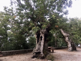 Comune di Marciana: gestione del verde tra tutela, formazione, tecniche innovative
