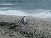 Carcassa di un cetaceo spiaggiata alle Ghiaie