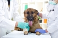 Canile e pronto soccorso veterinario, la mozione della minoranza riese affinchè si proceda con la realizzazione del primo lotto