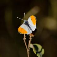 La danza amorosa della farfalla