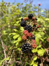 La Foto del Giorno (27 lug.)