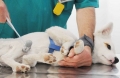 Lettera su una "carenza d'assistenza veterinaria"