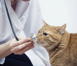 Canile e pronto soccorso veterinario: intervengono il Partito Animalista Italiano e gli Animalisti Italiani