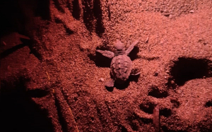 All’Isola d’Elba si cercano Tartawatcher. E i volontari elbani finiscono nel video nazionale