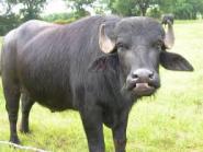 PD e Sinistra Italiana dopo la bufala: la giunta Barbetti-Nocentini è imbarazzante