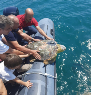 Anche Acqua dell’Elba tra le aziende ‘amiche delle tartarughe marine’ citate da Legambiente