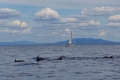 Fotonotizia: delfini al largo della costa sud orientale elbana