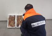 Pesca vietata delle aragoste nell’Arcipelago Toscano, sequestro della Guardia Costiera