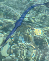 Baby Pesce Spada a zonzo sui bassi fondali di Morcone